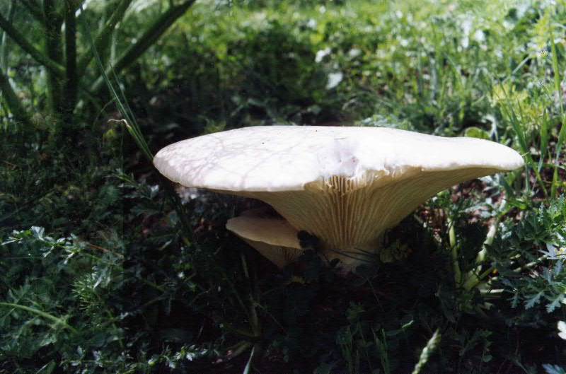 Pleurotus eryngii